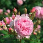 how to take care of roses
