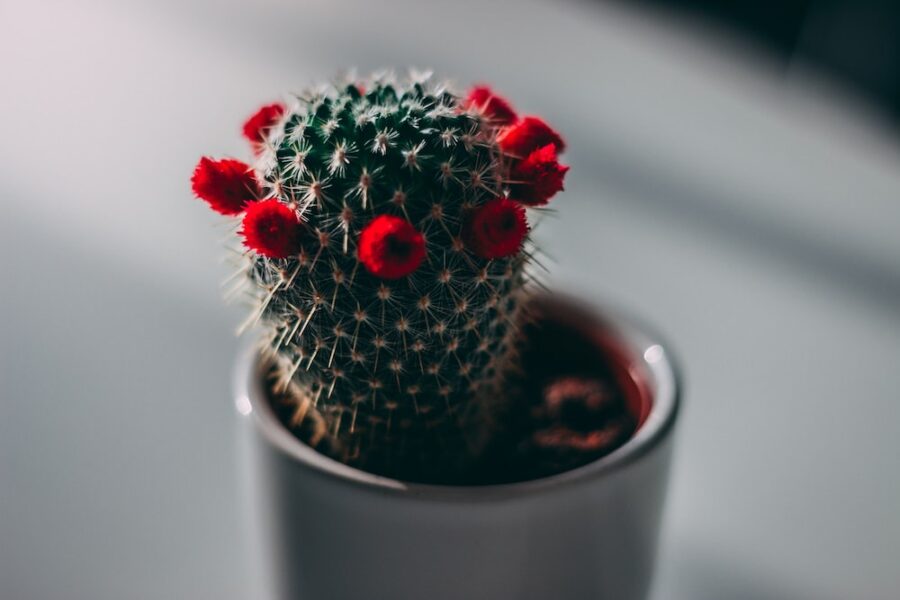 cactus in vase