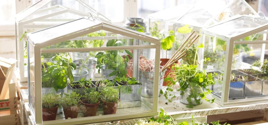 small greenhouse growing plants