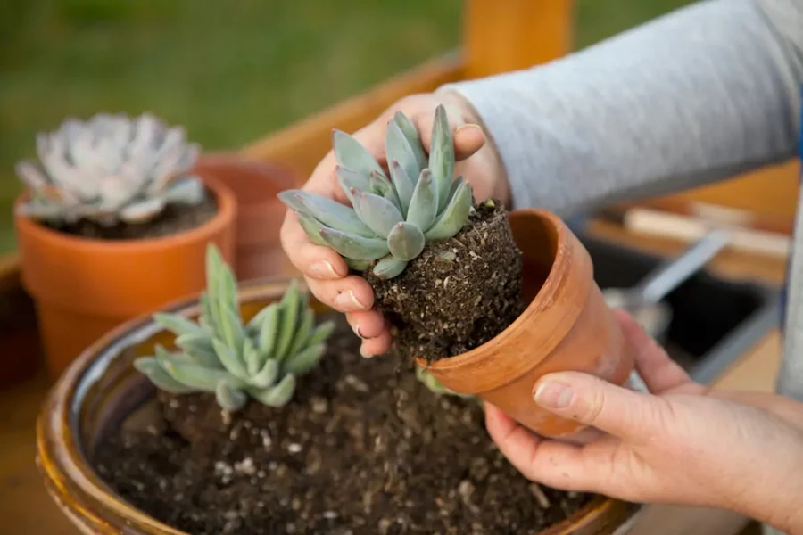 transplanting cactus outdoors