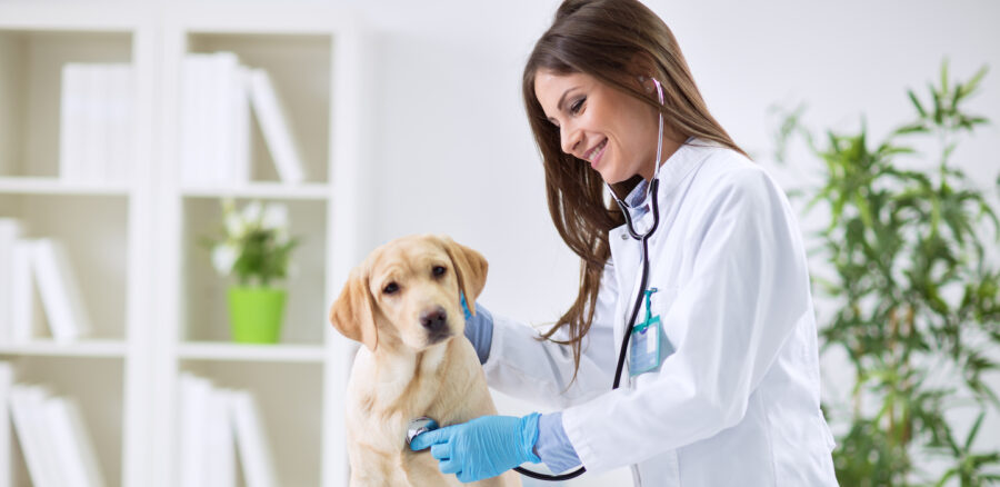dogs mitral valve disease dogs