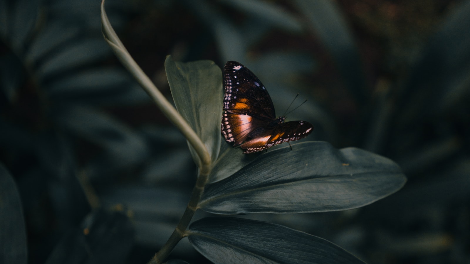 The Butterfly Effect: Unveiling the Phases of Love