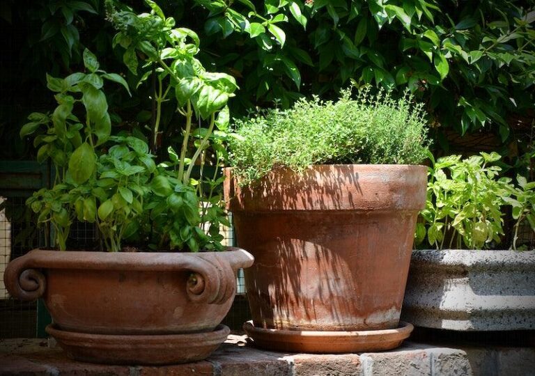 DIY Gardening Projects: Urban Spaces Turned Green Oasis